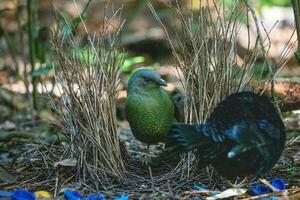 Satin Bowerbird in Australia photo