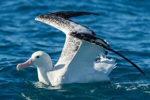 Gibson's Wandering Albatross in Australasia photo