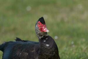 Muscovy Duck in Australasia photo