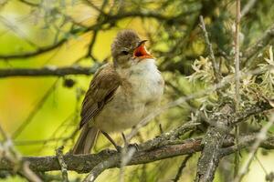 australiano Junco curruca foto