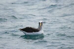 Buller's Mollymawk in New Zealand photo