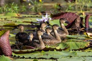 Wandering Whistling Duck photo