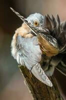 Fan-tailed Cuckoo in Australia photo