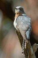 Fan-tailed Cuckoo in Australia photo