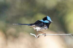 Superb Fairywren in Australia photo