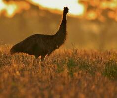 Emu Endemic Bird of Australia photo