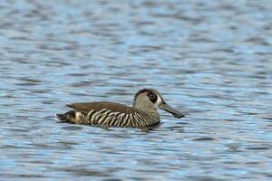 Pink-eared Duck in Australia photo