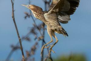 Australasian Bittern in New Zealand photo