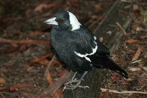 Australasian Magpie in Australia photo