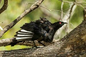 White-winged Chough in Australia photo