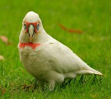 Long-billed Corella in Australia photo