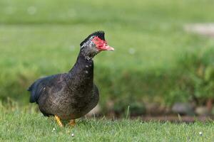 Muscovy Duck in Australasia photo