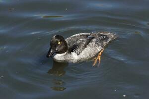 Goldeneye Duck in England photo