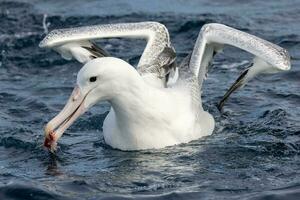 Southern Royal Albatross in Australasia photo