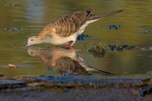 Bar-shouldered Dove in Australia photo