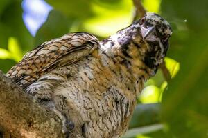 Pacífico Koel en Australia foto