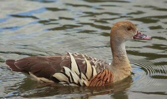 Plumed Whistling Duck photo