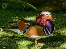 Mandarin Duck from Asia photo