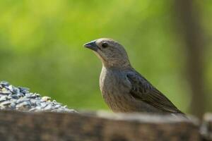 Brown-headed Cowbird in USA photo