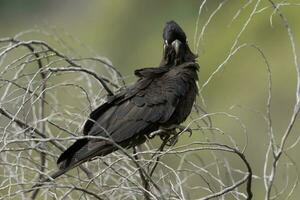 Yellow-tailed Black Cockatoo in Australia photo