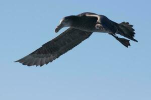 Northern Giant Petrel photo