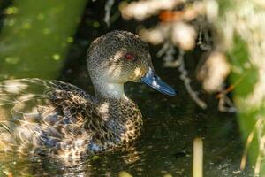 Grey Teal in Australasia photo