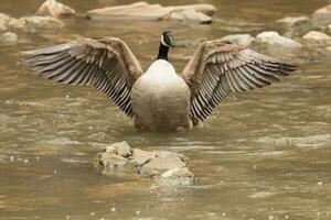 Canada Goose in Australasia photo