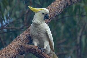 con cresta de azufre cacatúa en Australia foto