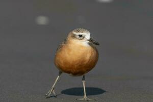 New Zealand Dotterel photo