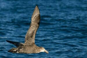 Northern Giant Petrel photo