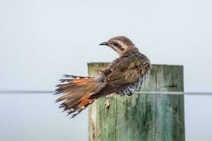 Horsfield's Bronze Cuckoo in Australia photo