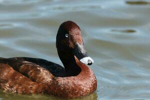 Hardhead Duck in Australia photo