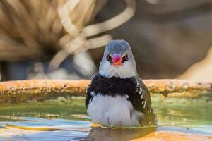 Diamon Firetail in Australia photo