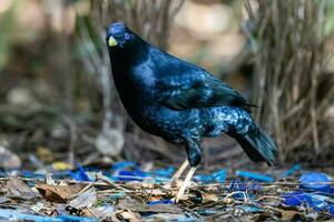 Satin Bowerbird in Australia photo