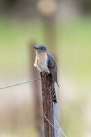 Fan-tailed Cuckoo in Australia photo