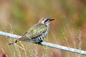 Horsfield's Bronze Cuckoo in Australia photo