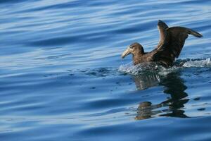 del Norte gigante petrel foto