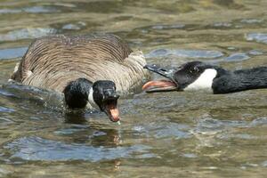 Canada Goose in Australasia photo