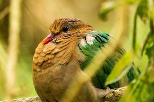 Pacífico Esmeralda paloma foto