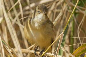 australiano Junco curruca foto