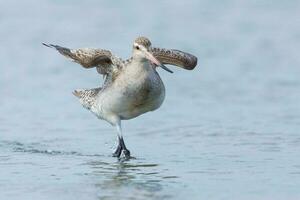 Bar-tailed Godwit in Australasia photo