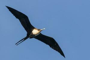 Great Frigatebird in Australia photo