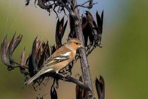 Common Chaffinch Bird photo