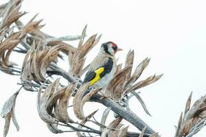 European Goldfinch Bird photo