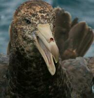 Northern Giant Petrel photo