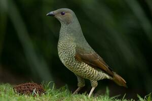 Satin Bowerbird in Australia photo