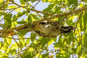 Pacific Koel in Australia photo