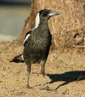 australasiano urraca en Australia foto