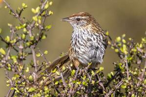 South Island Fernbird photo