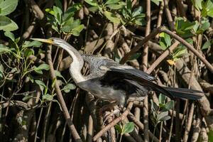 anhinga - Australia ave de serpiente foto